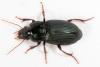 Harpalus honestus